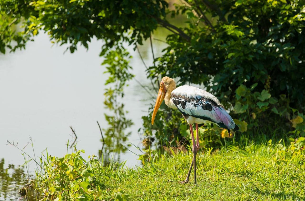 Lakmal Homestay ,10 Minutes To Sigiriya Rock Εξωτερικό φωτογραφία